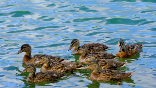 ducks-young-animals-bird-water-bird