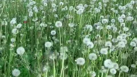 What a large area of dandelions. Xinjiang is a good place