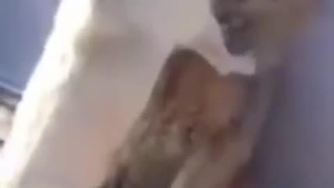 This is so hilarious #shorts #viral #shortsvideo #video