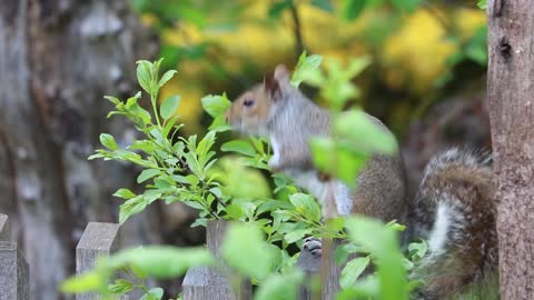 Squirrel Moving on A Wood