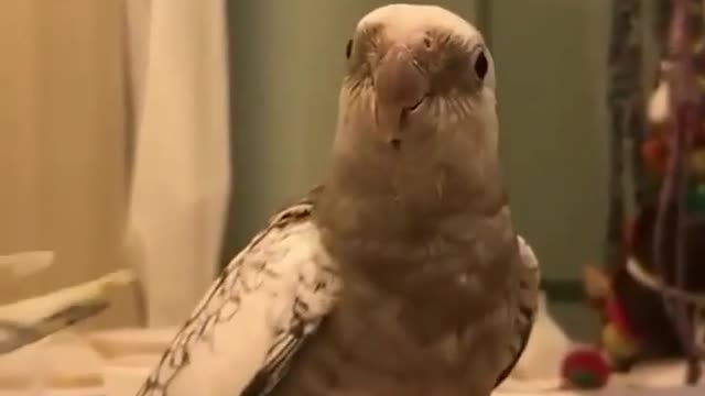 bird calling for his wife so loudly