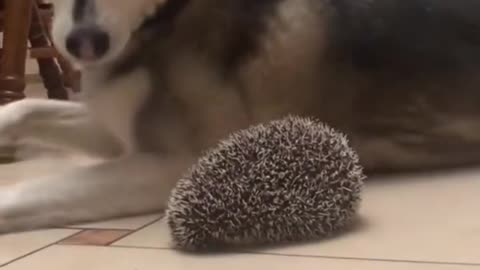 dog and hedgehog best friends😊