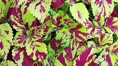 Curly Speckled Coleus plant #srilanka