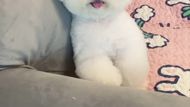 Bichon matt, naughty puppy