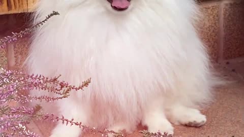 funnyVery beautiful dog