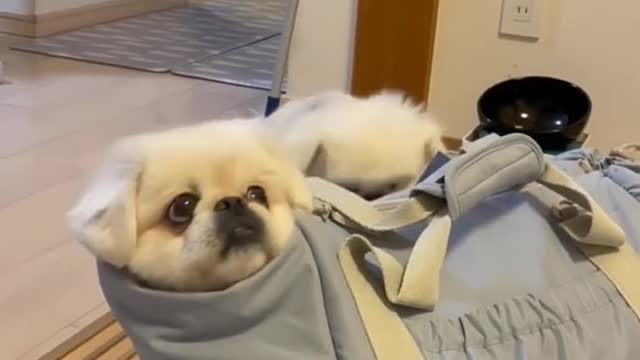 🐕baby dog2021🐶cute dogs🐕 funny dog,🐶dog compilation🐕short video🐶 cute animals videos🐕