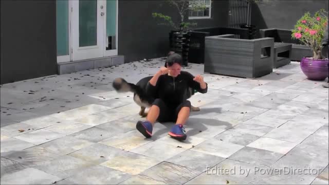 Dogs videos dogs video funny dog video dog home
