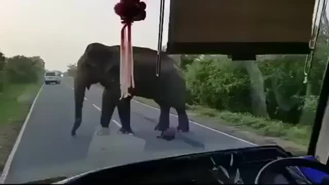 Hungry elephant