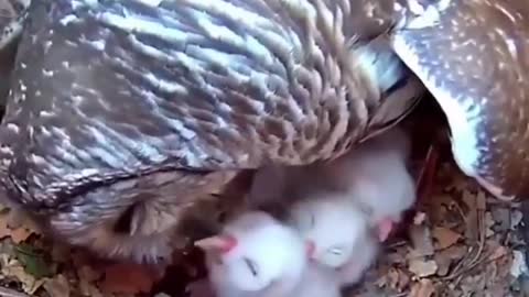 Owl feeding her babies || cute vedio.