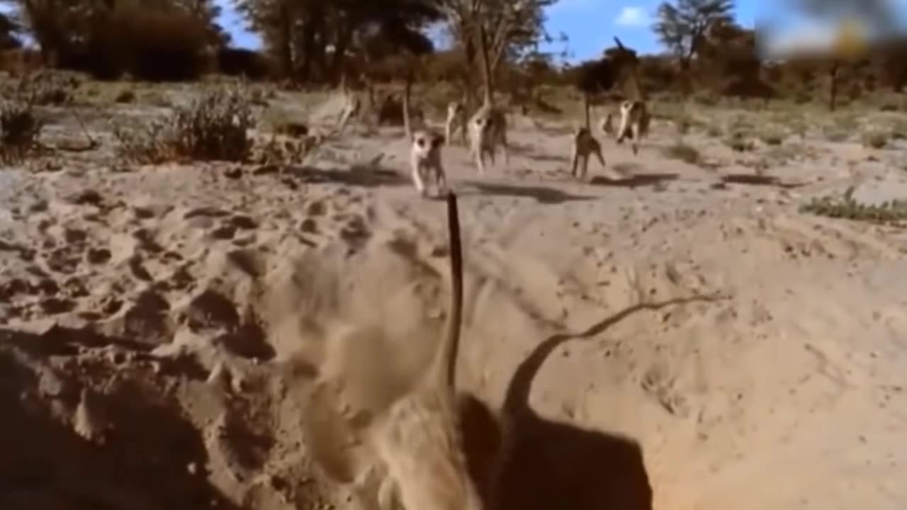 Animals Hunting