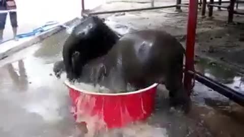 Two Elephants are trying to bath