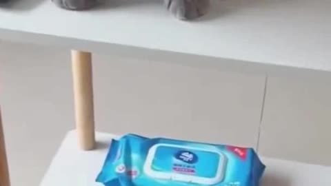 Funny cute cat reaction video
