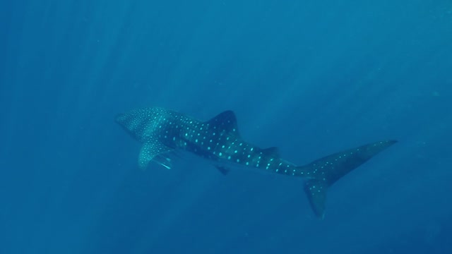 Pod of humpback whales swim under surprised swimmers