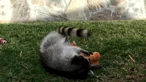 Friendly Raccoon Plays in Backyard