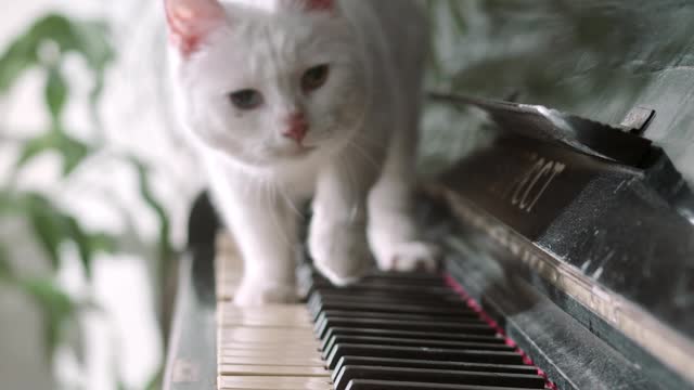 A Cot Woking Over The Piano Keyboard