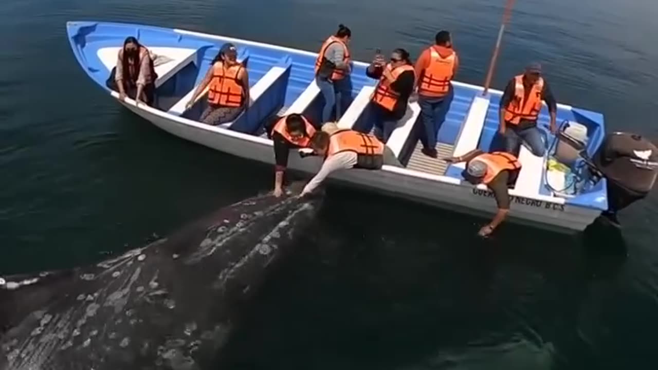 Sharing love with the gentle gray whales in Baja California⁣