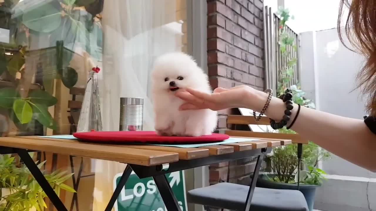 White Pomeranian is So Cute!! Cutest Puppy