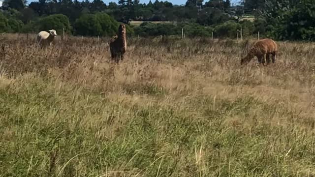 Have you seen llama?