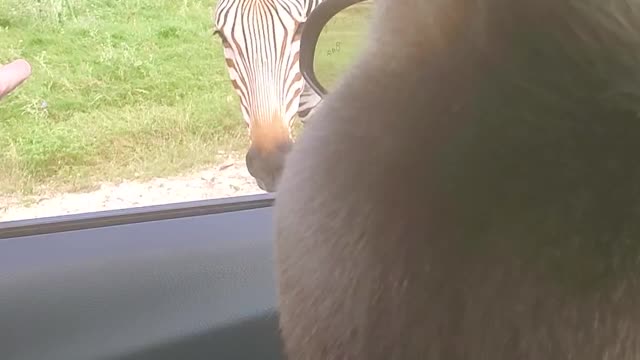 Hungry Zebra