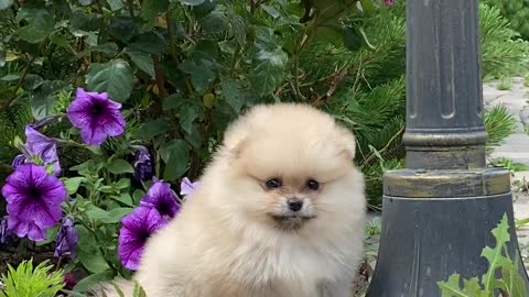 Puppy in a Garden