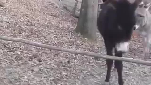 funny donkey fun