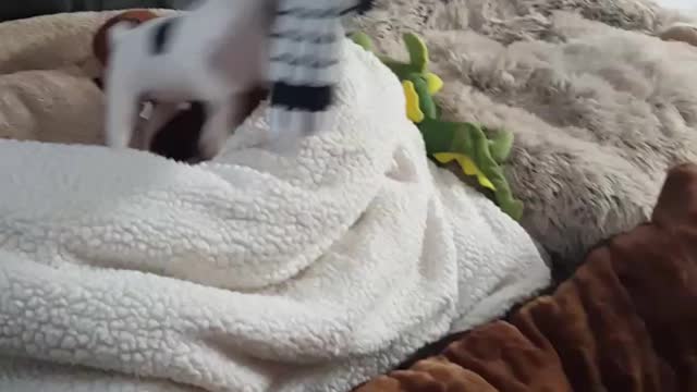 Puppy Shenanigans