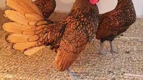 🐓