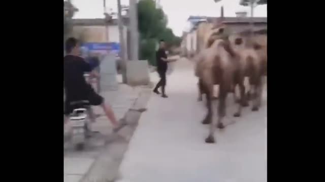 Camel Hit a Man's Bike Very Funny