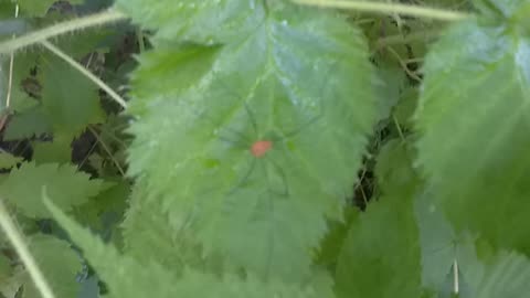 Daddy long-legs spider