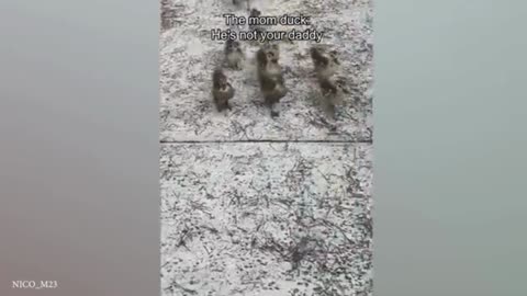 New Funny Animals Video 2024😊
