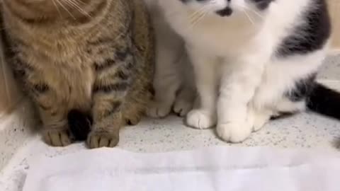 Cute cats