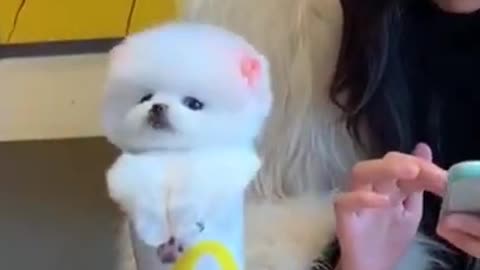 cutest dog !