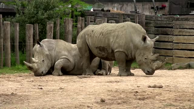 Paris zoo animals to see public again