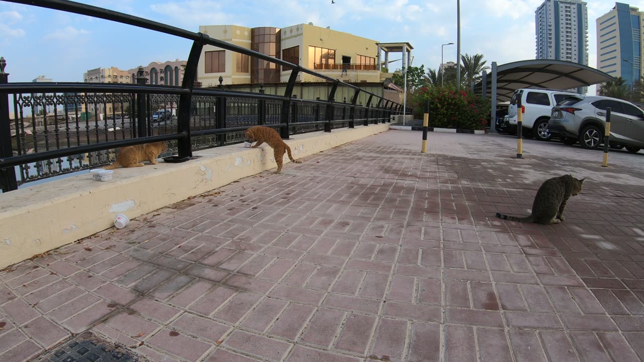ED SHEERAN & MICHAEL JACKSON & CHRIS MARTIN - Homeless cats in Ras Al Khaimah, UAE #cat #cats #viral