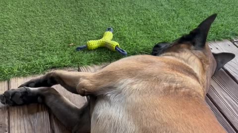 A Malinois Family #puppy #doglife #dog