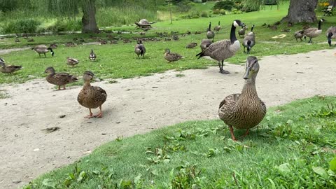 Ducks and Geese local hangout