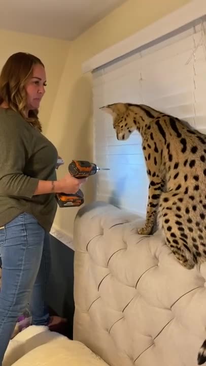 Wild cat vs Prank Master #shorts