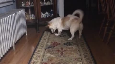 Dog running back and forth