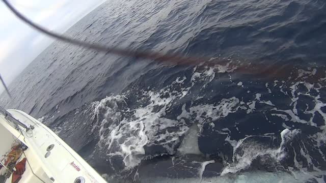 Tagged Mako Shark