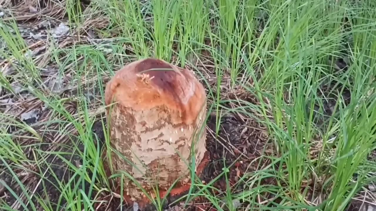 Beaver Chewed Tree