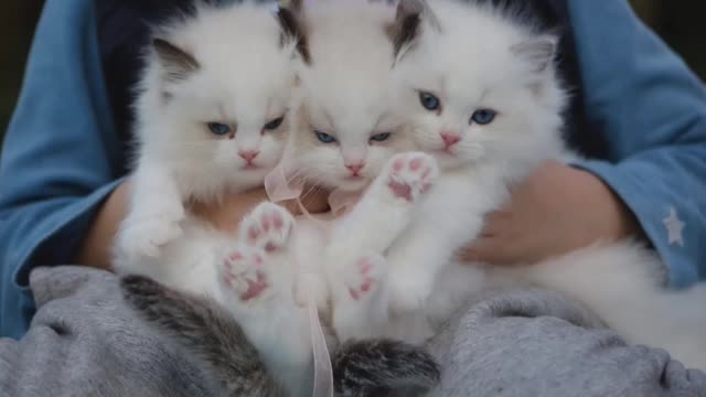 Cute cat video/white cats/beautiful cats videos