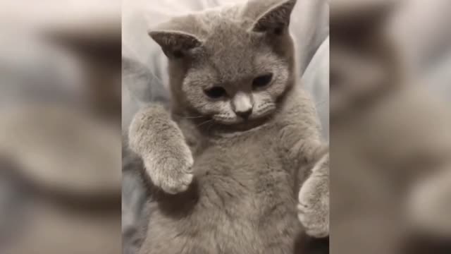 Cats and Dogs Funny Reaction |Funny Clips|| Solocreater ||