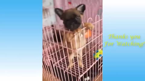 Cute Pets And Funny Animals Compilation #1 -EXPLORE ANIMALS LIFE