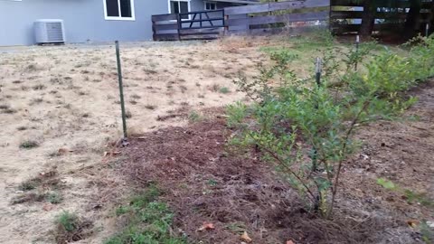 Cheap Deer Repellent Fence. Saved our Blueberries!