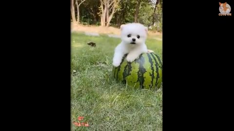 cute pomarian dog