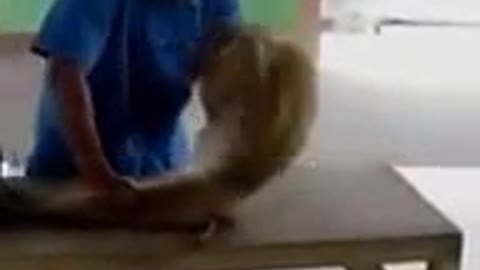 funny monkey video