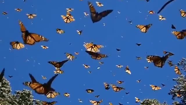 MIGRATION OF MONARCH BUTTERFLIES