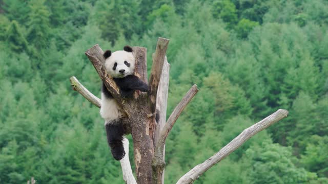 Have you ever seen a panda resting on a treetop?