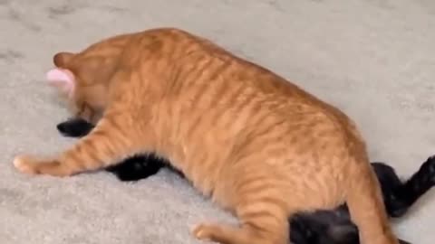 Busted..wait for it..🐈🐾😅