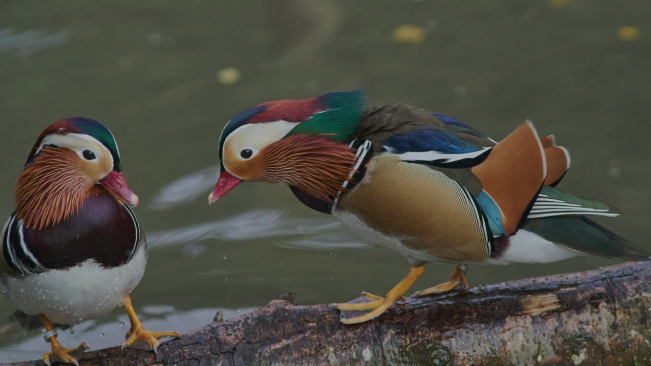 The Mandarin Duck: Close Up HD Footage (Aix galericulata)